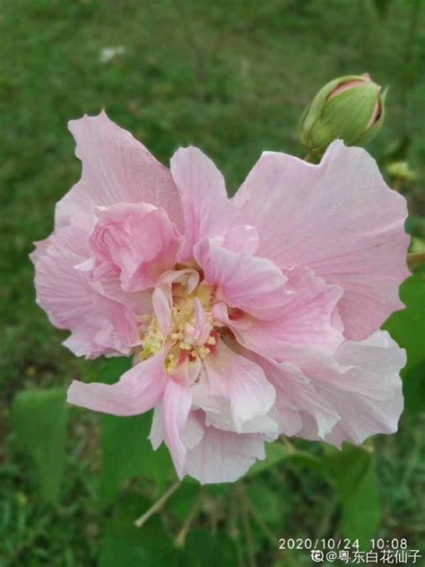 芙蓉會開花嗎|這3種「芙蓉」花，你見過幾種？夏去秋來都在開，美。